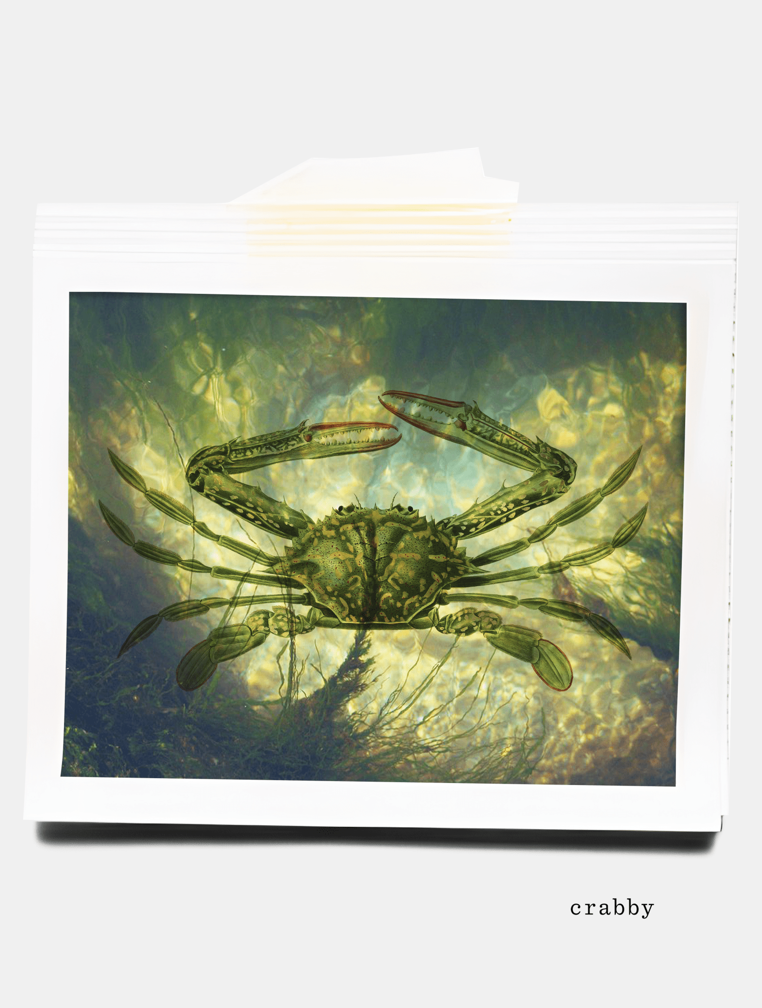 crabby baby tee - In Print We Trust