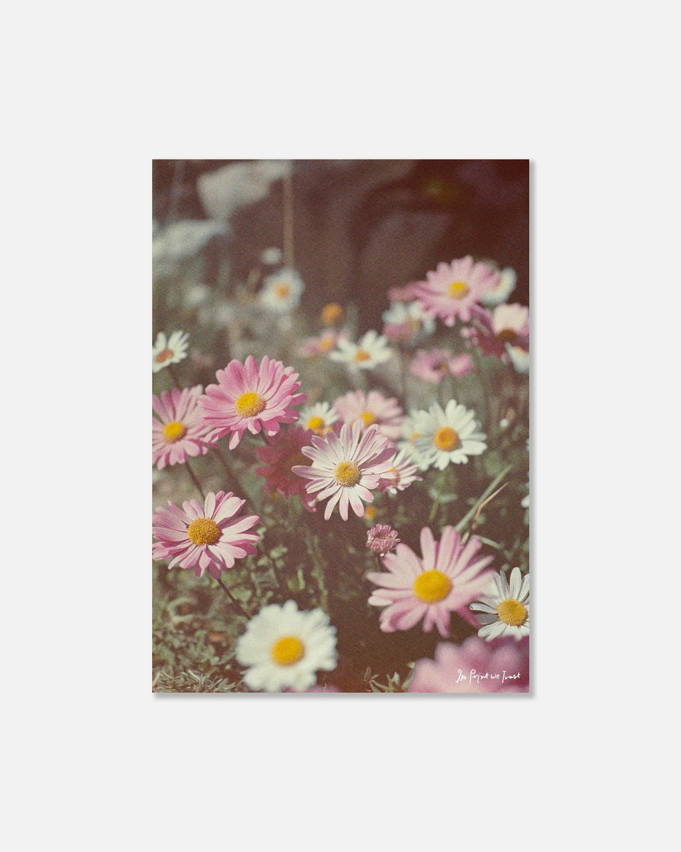 daisy print - In Print We Trust