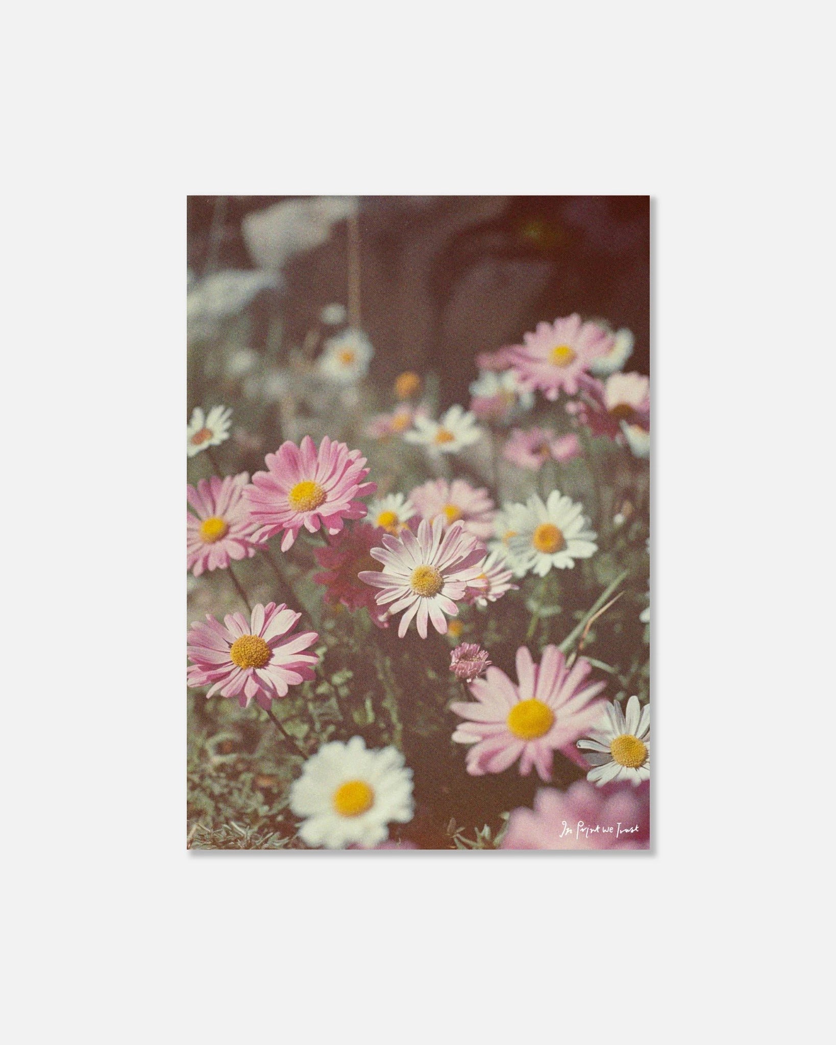 daisy print - In Print We Trust