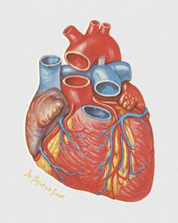 heart baby tee - In Print We Trust