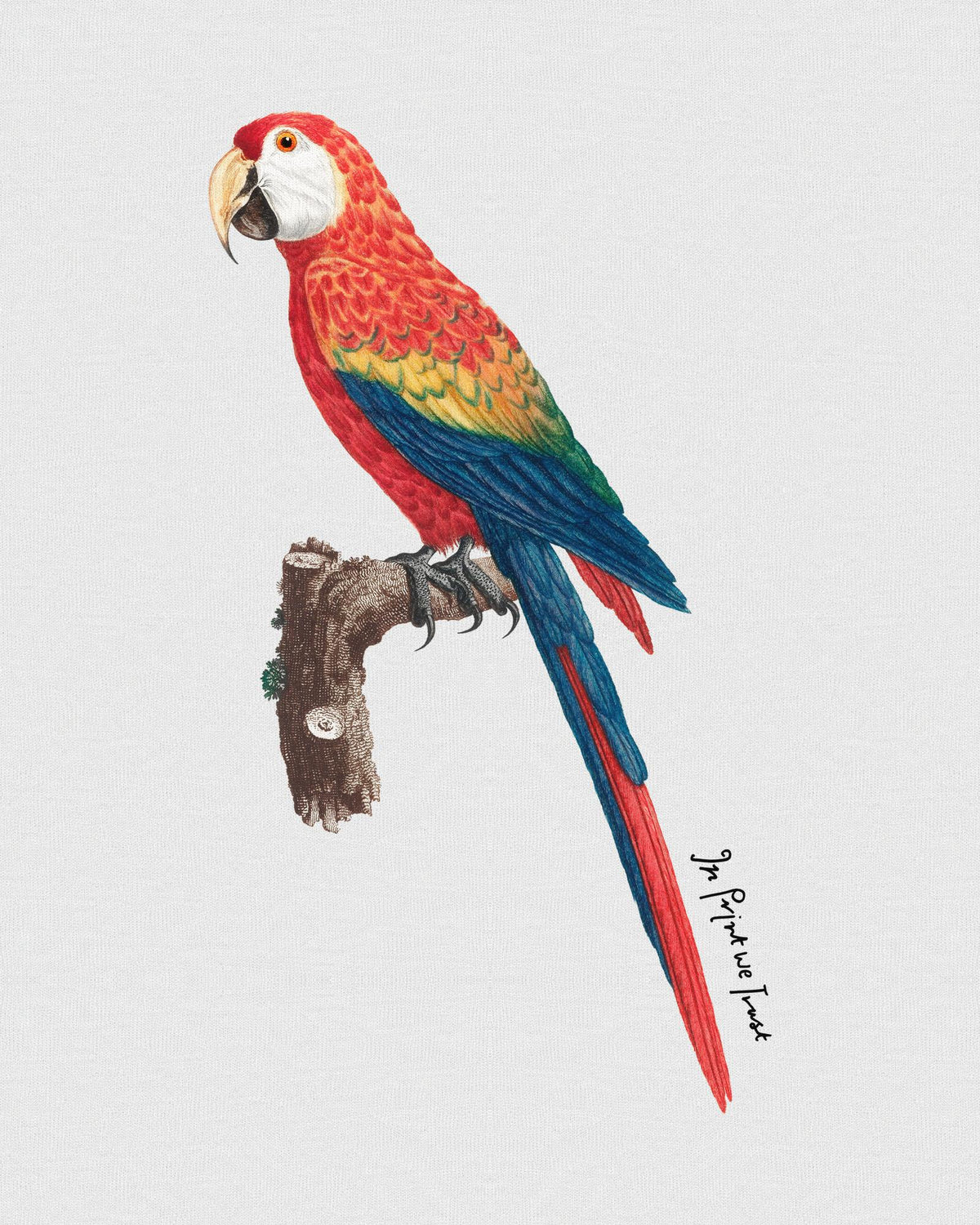 parrot baby tee - In Print We Trust