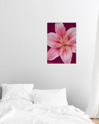 lily print - In Print We Trust