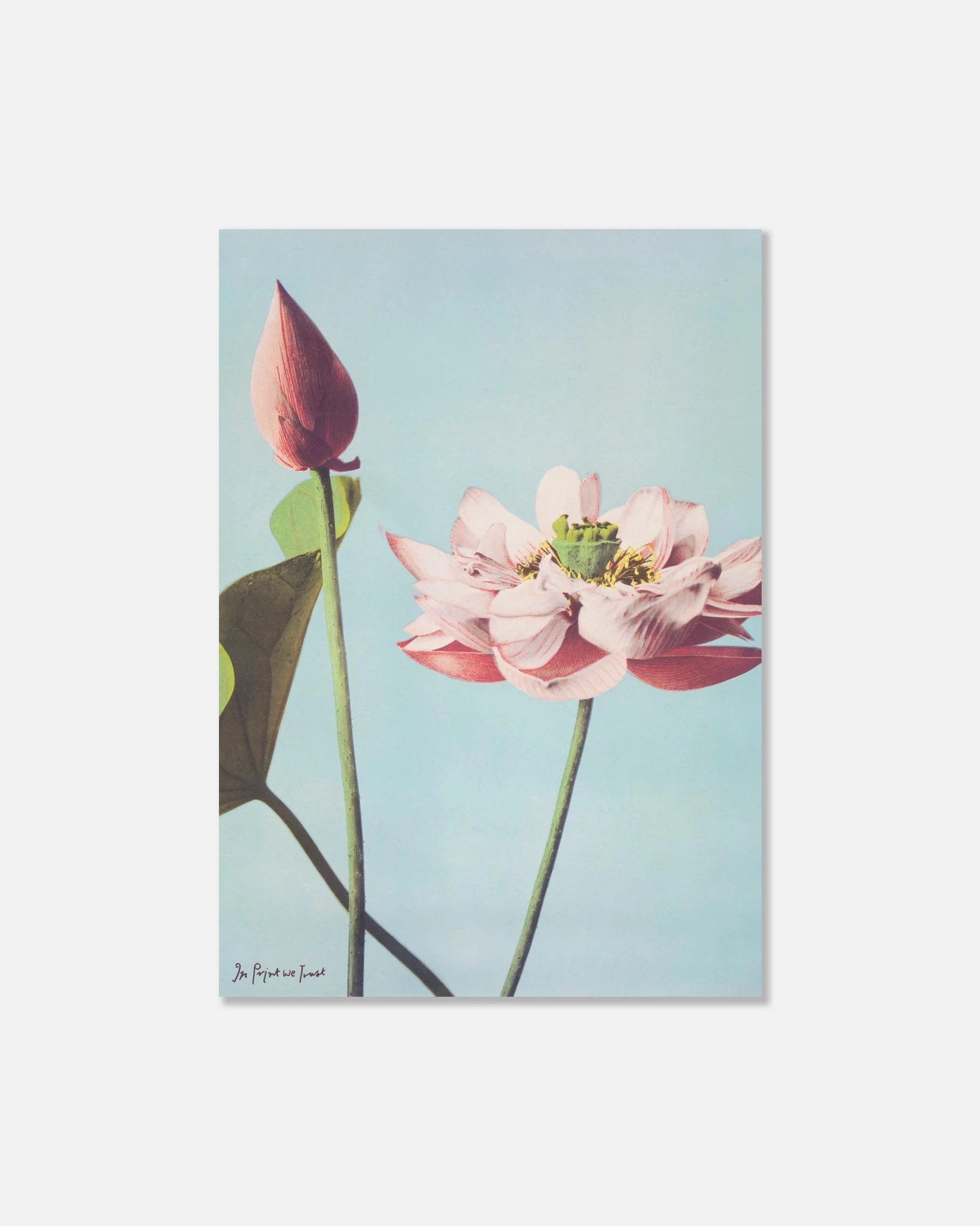 lotus print - In Print We Trust