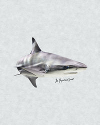 shark baby tee